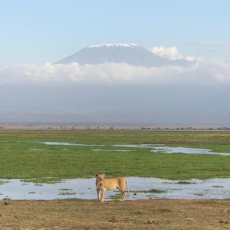 The view
#Oltukalodgeamboseli
#Amboselinationalpark
#MtKilimanjaro