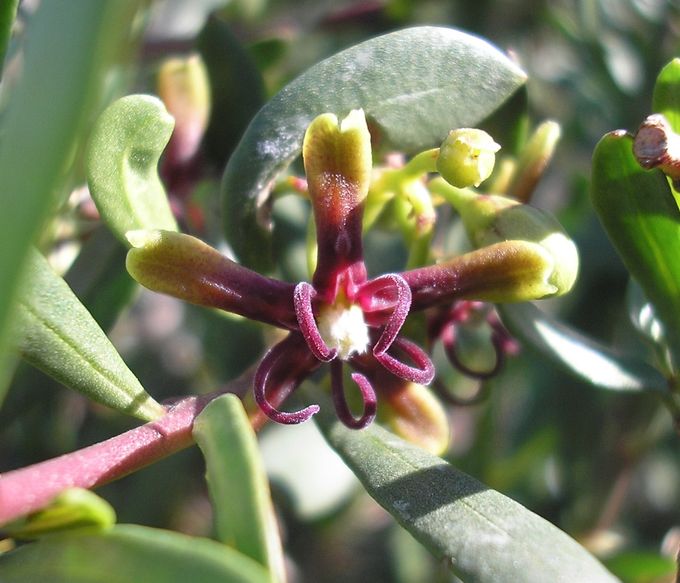 JBHConcepcion's tweet photo. Os hemos mostrado sus frutos, pero las #flores de nuestra Planta del Mes también son lindas. Es el cornical o Periploca laevigata @malaga @acadciencplanta @Love_plants #platnas #plants #cornical #jardin #flora #botanicalgardens @PlantsInteract #Dia1 #flores #Flowers https://t.co/ubUKDgzWD7