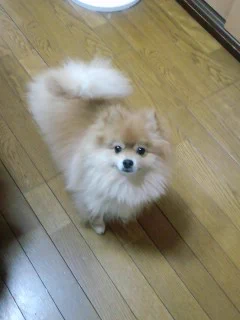 @Computerozi 実家の亡きイッヌは基本コロスでした（笑） 