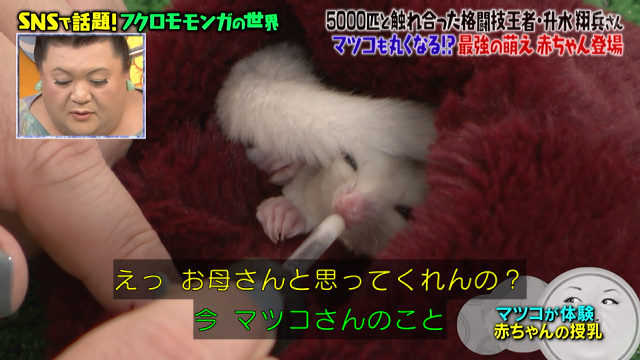 フクロモモンガのかわいさにマツコさんもメロメロ 総合格闘技現役チャンピオンが紹介するフクロモモンガの世界 マツコの知らない世界 2ページ目 Togetter