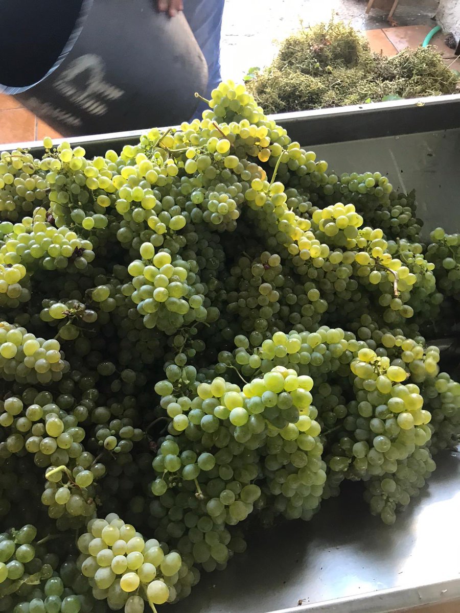 CRDOValdeorras's tweet photo. #TempoDeVendima Procesado de godello en Bodegas Sampayolo https://t.co/0MBQ4vWZcu