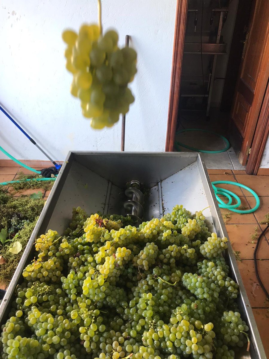 CRDOValdeorras's tweet photo. #TempoDeVendima Procesado de godello en Bodegas Sampayolo https://t.co/0MBQ4vWZcu