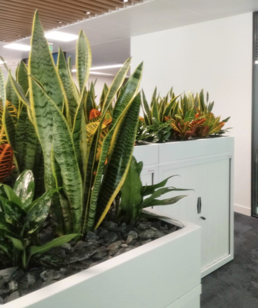 VantageSpaces's tweet photo. Check out our beautiful living snake plant troughs! 🌿Use as desk dividers for a safe and healthy work environment! 

#officeplants #livingofficeplants #biophiliabenefits #workplacedesign #designinspiration #officedesign #officedesigninspiration #uniqueofficedecor https://t.co/APxD1xIgws