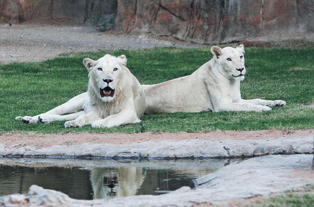 31) Al Ain Zoo Best zoo in the Middle East. Make sure to find the rare White Lions 