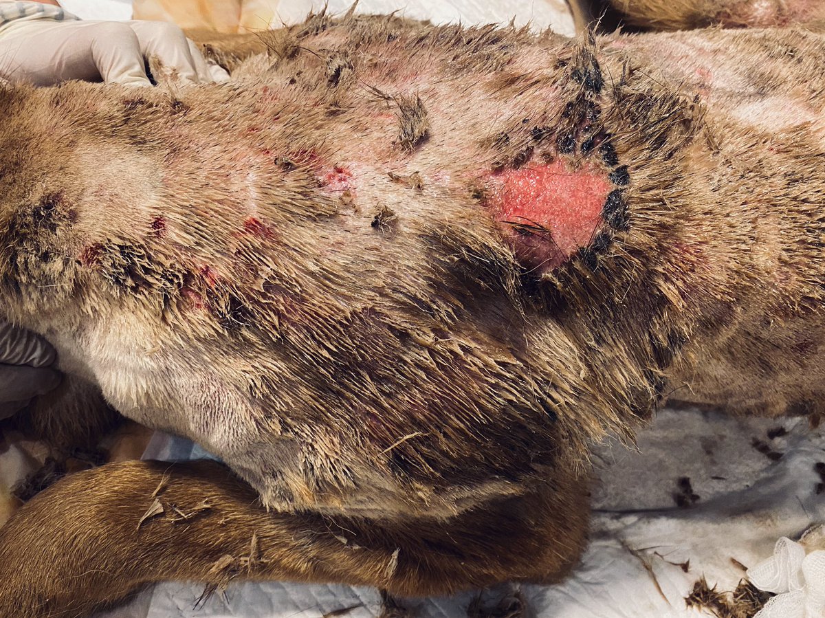 🆘Walczymy o życie katowanego,przypalanego papierosami,parzonego wrzątkiem,zaniedbanego szczenięcia❗️Zwierzę na całym ciele ma ropiejące,zabliźnione rany,w tym ogromną bliznę na głowie. Możemy sobie tylko wyobrazić,co drań robił z psiakiem.Prosimy o pomoc-ratujemyzwierzaki.pl/szczeniesadysty