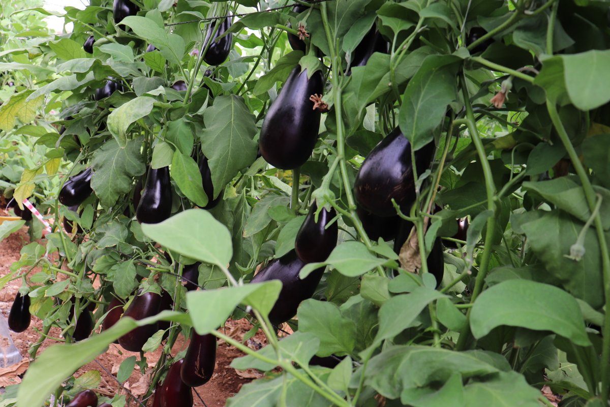 BB SEG 0597 is an early, high yielding variety notable for producing a higher than average amount of quality fruits. The half-long fruits are 16x6 cm and firm. This variety is now available to be sampled – get in touch with us via sample@bakkerbrothers.nl to request BB SEG 0597!