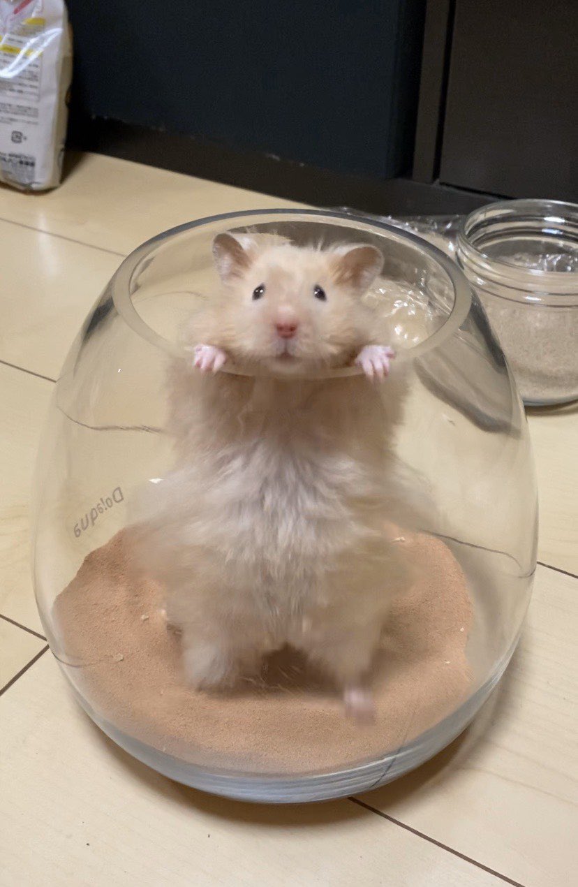 けちゃ そして風呂釜からご満悦 ハムスター 砂浴 T Co Ukgfzpm3ew Twitter