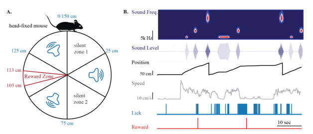 Neurotar_team's tweet photo. Soundscapes in VR? Yes! "We have developed a low cost, open source platform for conducting a novel class of VR experiments in #headfixed mice. The licking and slowing demonstrated by mice [suggest] that animals can learn to navigate in such environments." https://t.co/athLYx6xwj https://t.co/SBZfxvUPa9