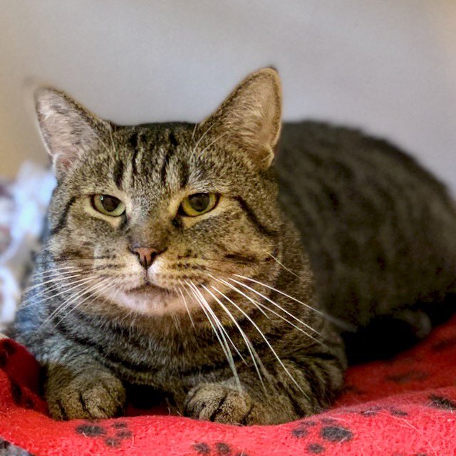 B94 5 All The Hits On Twitter Pet Of The Week Timmy Is A Friendly 2 Year Old Cat He Seems To Do Fine With Other Cats Timmy Has Tested Positive For The,Crochet Elephant Border