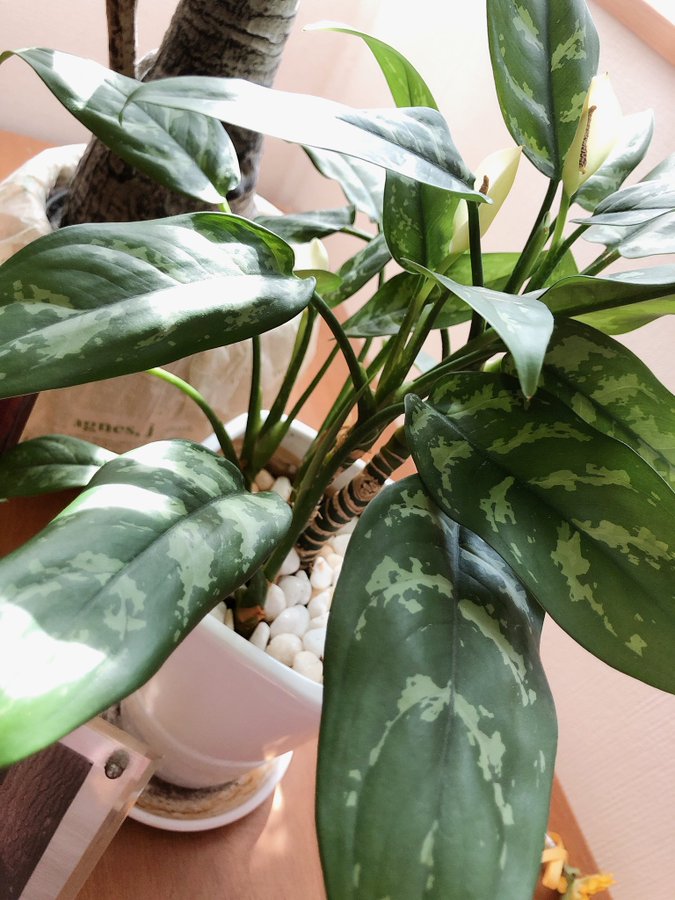500円で100年の癒し 観葉植物の癒し効果とは 精神疾患持ちが自分を救う為に心理カウンセリングを学ぶブログ