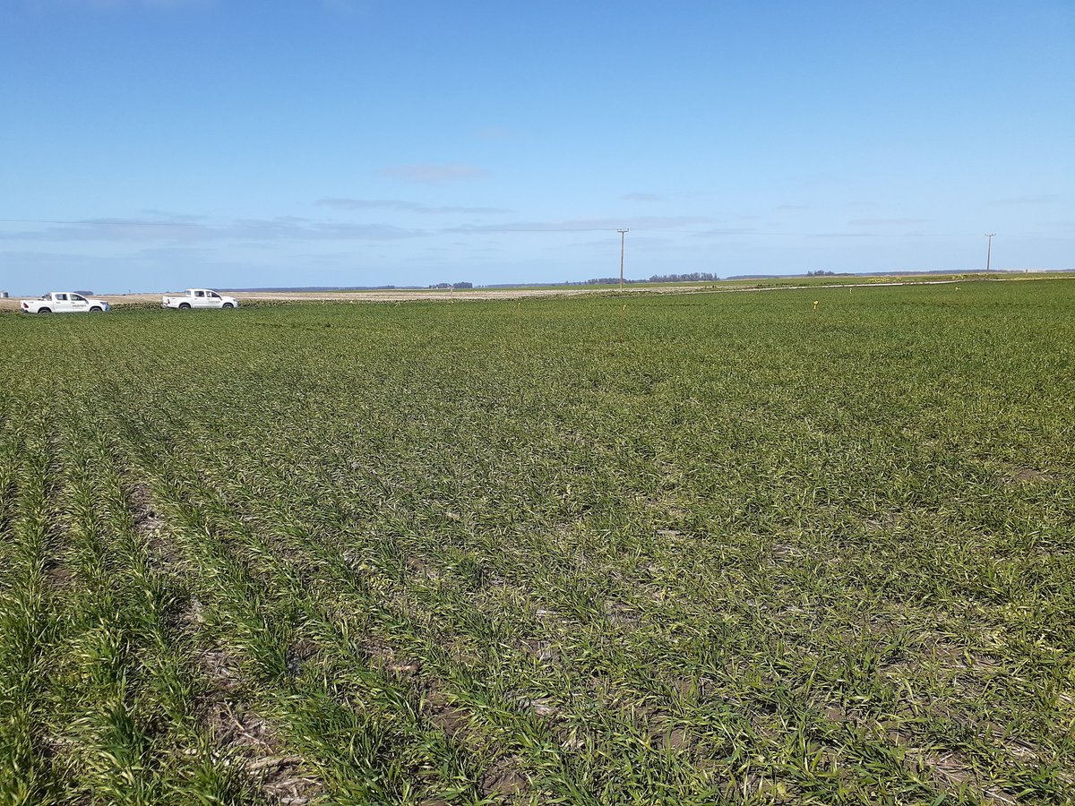 Seguimos recorriendo ensayos, esta vez junto a <a href="/VientoSurAgro/">Viento Sur</a> 

Próximamente estaremos aplicando #ASPMicroSyncM 🌾