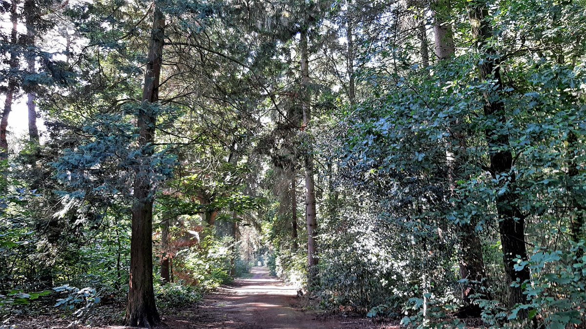 inja5248's tweet photo. vanochtend naar 't #Annendaalsebos #Maria_Hoop gereden voor 'n wandeling π₯Ύπ₯Ύ...verleden jaar stonden er hier volop zwammen...nu niet één...'t hele bos doorgewandeld maar...'t kon mij niet boeien...droog en dor...jammer π https://t.co/s4HqTS4gT0