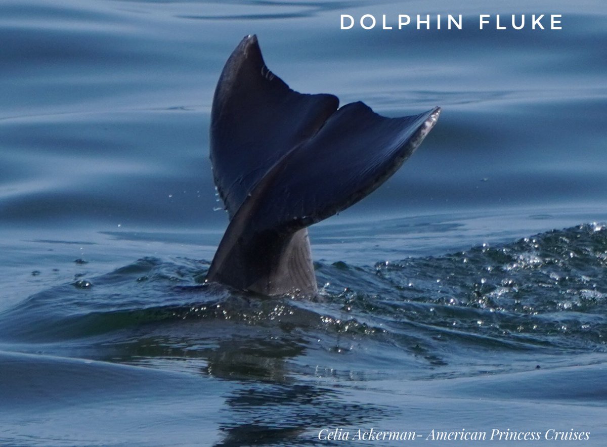 TAILS UP TUESDAY photo. TWO FOR TUESDAY (2 photos). #tailsuptuesdsy #bottlenosedolphin  #dolphinwatching #twofortuesday @EvrythingOceans @Dolphinsighting @thebdri  @EricAngelRamos