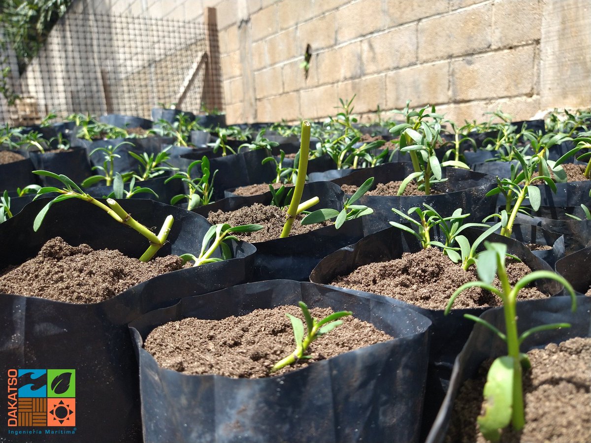 DakatsoGrupo's tweet photo. Sesuvium Portulacasteum. Es una planta de Duna, encargada de ser la primera línea de protección contra el efecto del viento, del oleaje y las inundaciones.
Grupo Dakatso está trabajando en la reintegración y reforestación de la misma en las Dunas.
#grupodakatso #dunacostera https://t.co/No6LpnsSyR