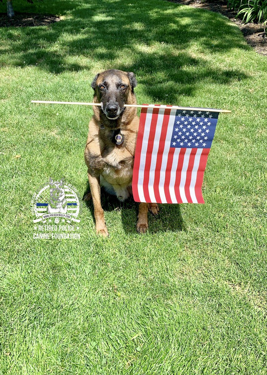 Let’s pay tribute to all of America’s brave K9s and their handlers on this #nationalpoliceK9day 🇺🇸 #retweet to honor these heroes #HelloSeptember #BackTheBlue <a href="/K9_Zada/">K9 Zada</a>
