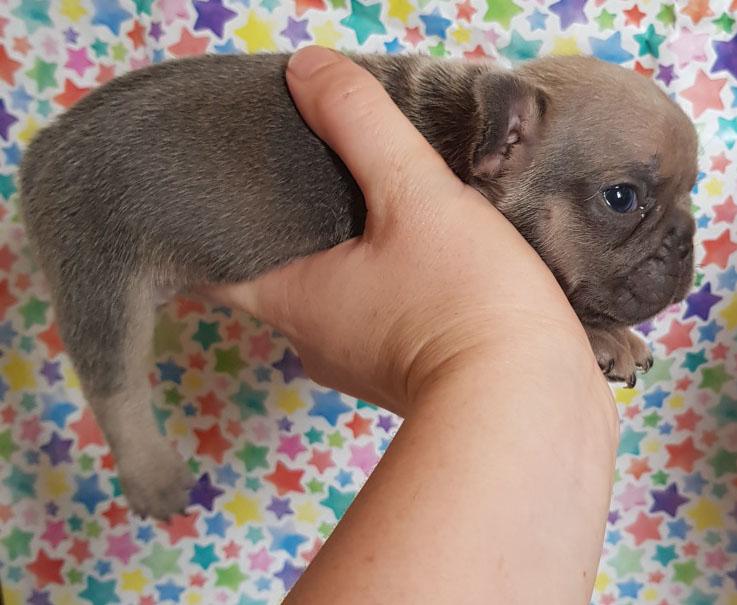 nottspolice's tweet photo. Police are appealing for witnesses and information after this four-week-old French bulldog puppy was stolen from the kitchen of a property in Bakersfield. Read more at https://t.co/TZAUCwtYLD https://t.co/hAdzT4yrNs