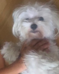 PM_Parma's tweet photo. PLSRT: nel primo pomeriggio di oggi #1settembre  si è smarrito in zona Barilla Center #Parma, Paco, un piccolo maltese bianco; non ha collarino, è microchippato. Chiunque avesse notizie o lo vedesse contattare la nostra Centrale al 0521/218000. #Amicispeciali #Amicianimali. https://t.co/iQNUspKidi