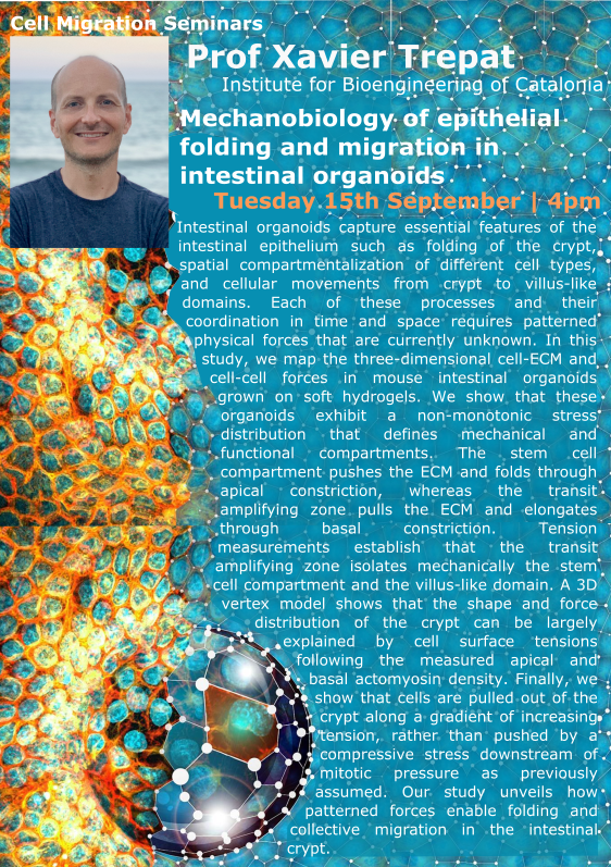 📢Book the date!

No seminar today or next week. But we're back in 2 weeks and delighted to be kicking off the cell migration fall series with Xavier Trepat (@XavierTrepat)!

Register here - forms.gle/GBvuHXcqvG1E7o…