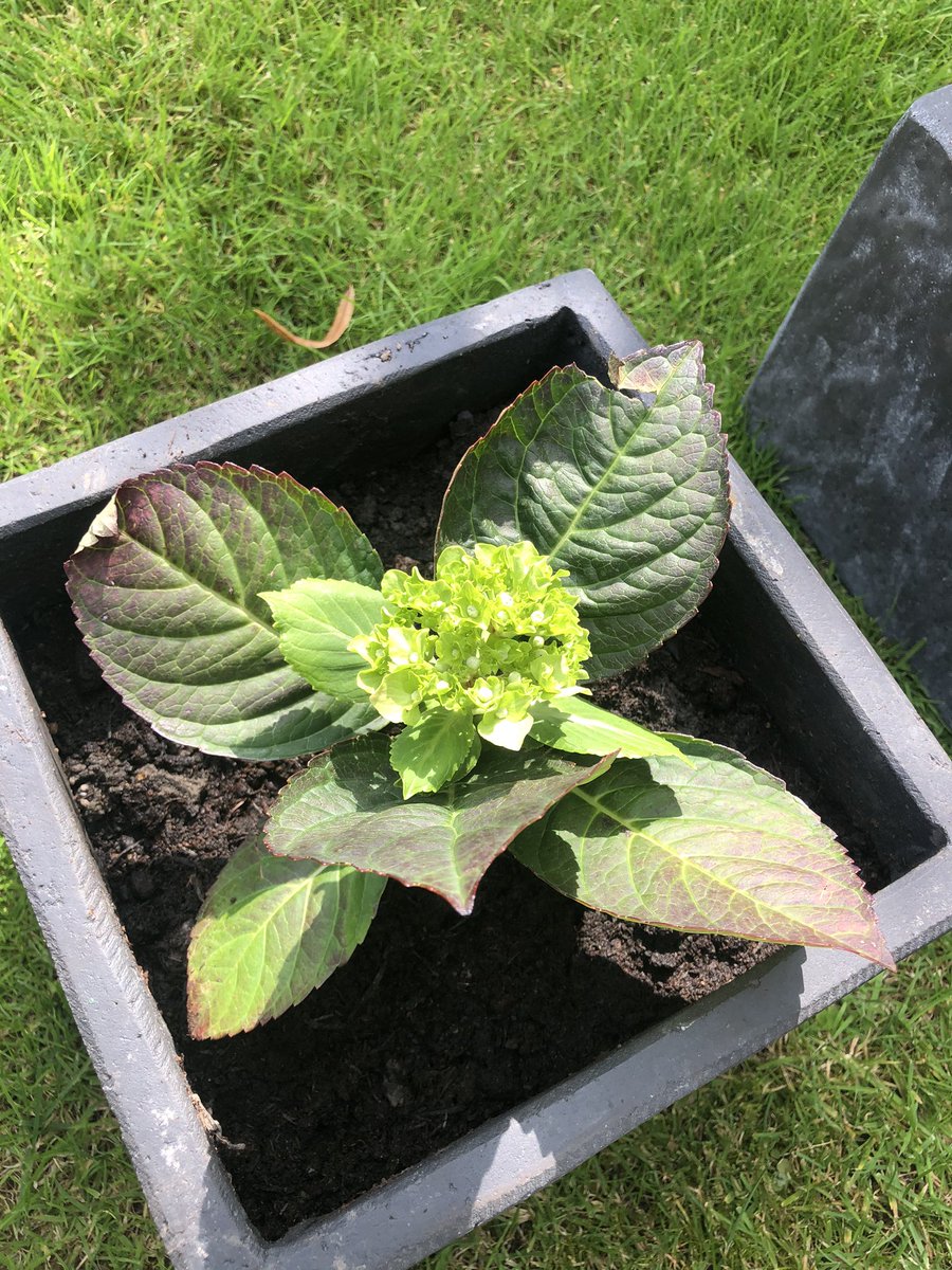 gselim74's tweet photo. Planting and pruning sorted for the day.
#NewHydrangea https://t.co/daBBU27Cvr