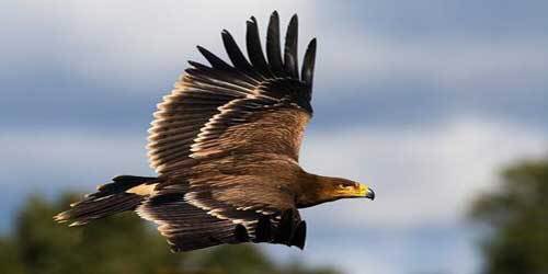 Águila Imperial Ibérica, nuestro rapaz endémico que lucha por sobrevivir y seguir surcando los cielos de nuestra península con su majestuoso vuelo. faunaibericagaleia.es/blog/aguila-im…