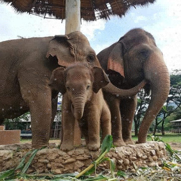ElephantNatureP's tweet photo. It is beyond precious watching little Wan Mai and her mom, Mae Mai living happily with the kindness of nanny Sri Nuan. They are such a beautiful loving family.
You can buying #EleGiftCard to feed our elephants: https://t.co/0Tkh89bnvw https://t.co/u9GCzH1Ojo