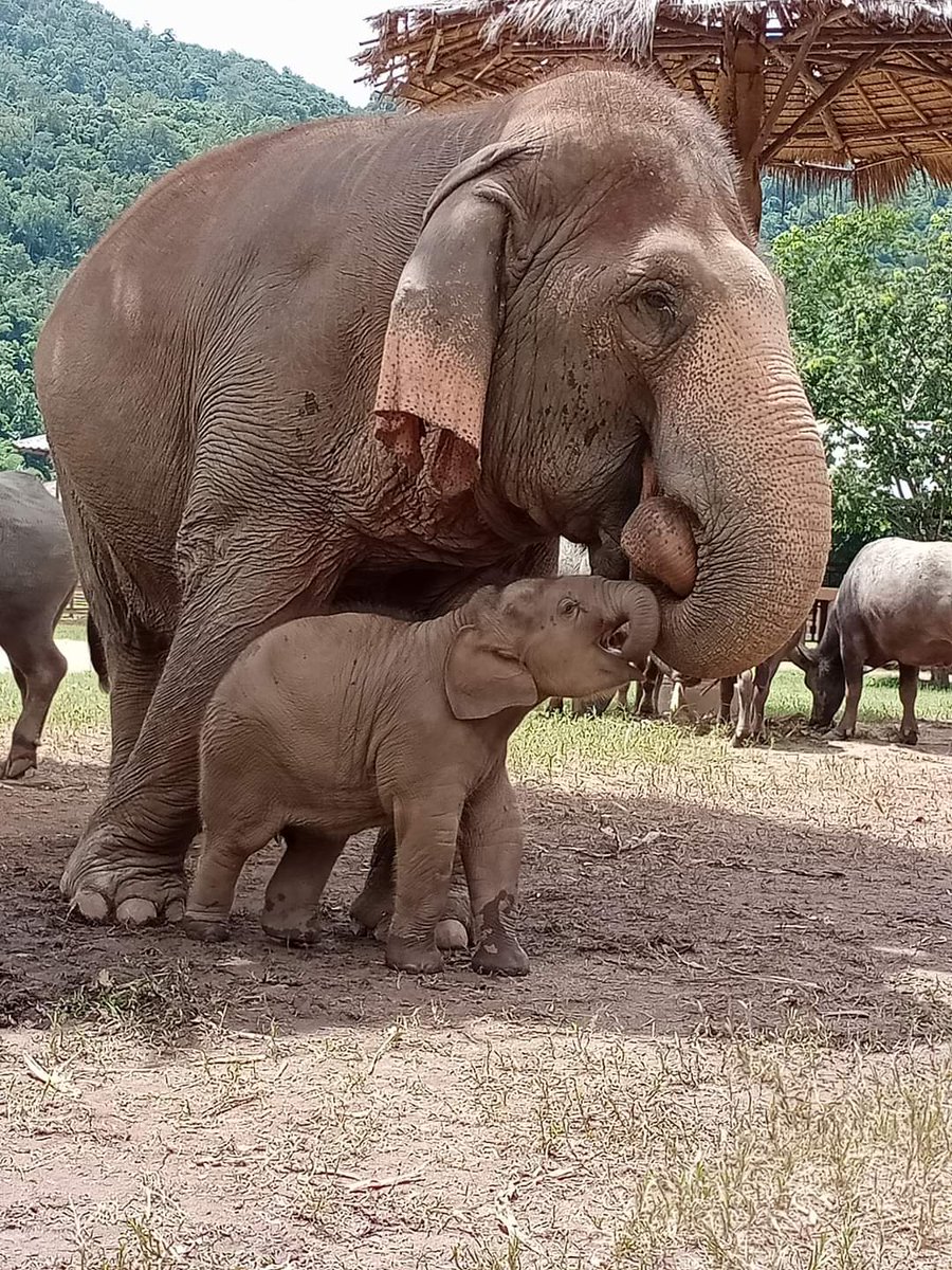 ElephantNatureP's tweet photo. It is beyond precious watching little Wan Mai and her mom, Mae Mai living happily with the kindness of nanny Sri Nuan. They are such a beautiful loving family.
You can buying #EleGiftCard to feed our elephants: https://t.co/0Tkh89bnvw https://t.co/u9GCzH1Ojo