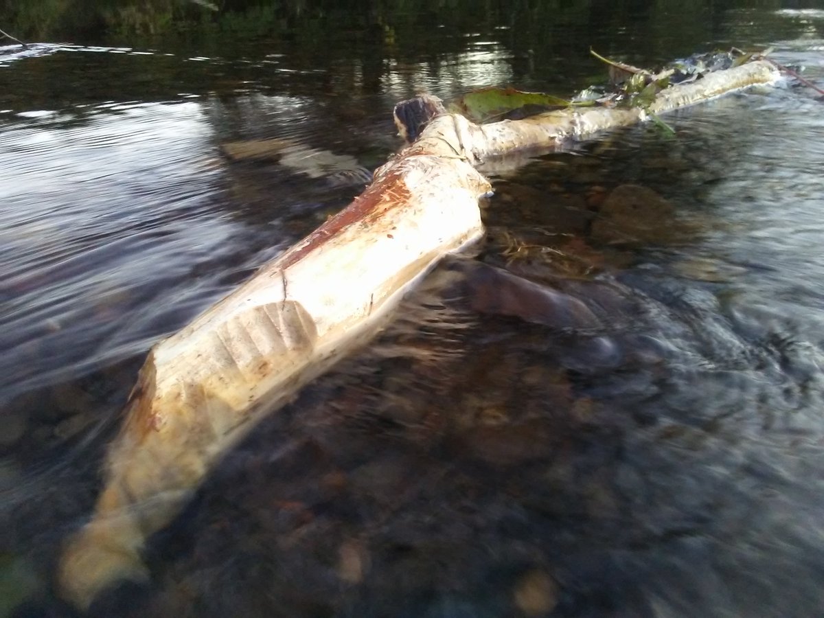 ben_a_goldfarb's tweet photo. Whenever I'm in a river, I'm astounded by how much of the in-stream woody debris has been felled and mobilized by beavers. Dams are awesome, but I don't think we talk enough about how much complexity these inadvertent, beaver-created micro-habitats add to aquatic ecosystems. https://t.co/GveERdCHpu