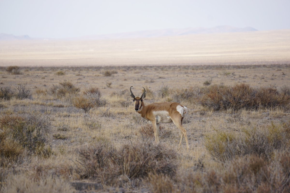 Hiked to the summit of Utah's Notch Peak over the weekend. It's the second highest cliff in the US after Yosemite's El Capitan, with a pure vertical drop of 2,200 feet