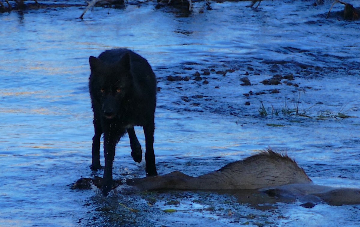 #5 This represents the definition of fascism. The cooperation of the corporation and the state at the expense and indifference to the individual. Domestic livestock don't belong on public lands and our wildlife shouldn't be managed through fascist economic considerations.