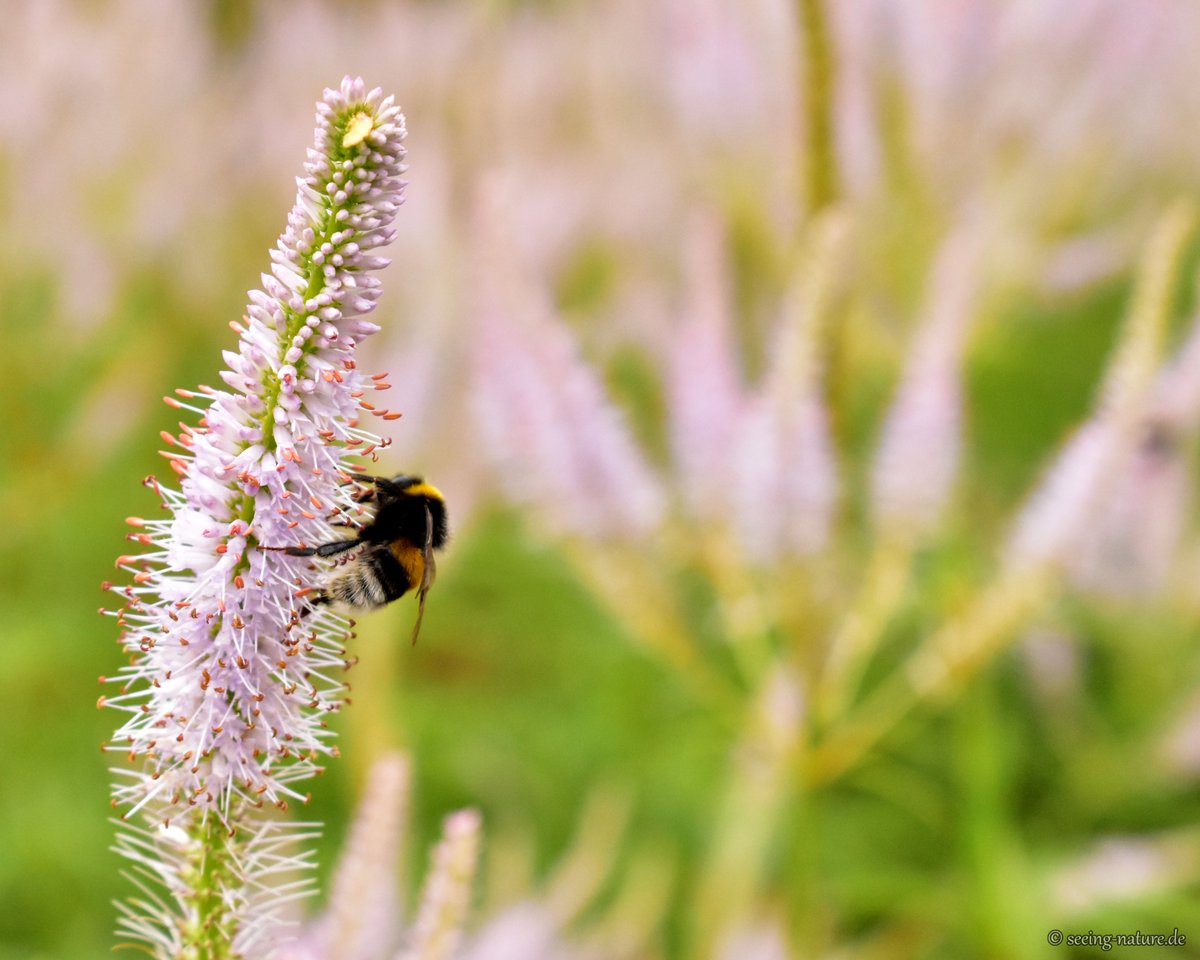 Seeing_Nature's tweet photo. Back to the Hive.
Although #summer is not yet technically over, for me it ends with the beginning of #September. In my home country, Serbia, the 1st of September is traditionally when a new school year starts. -/1

#nature #bumblebee #pollinators #workinghard https://t.co/HcssP2mlVu