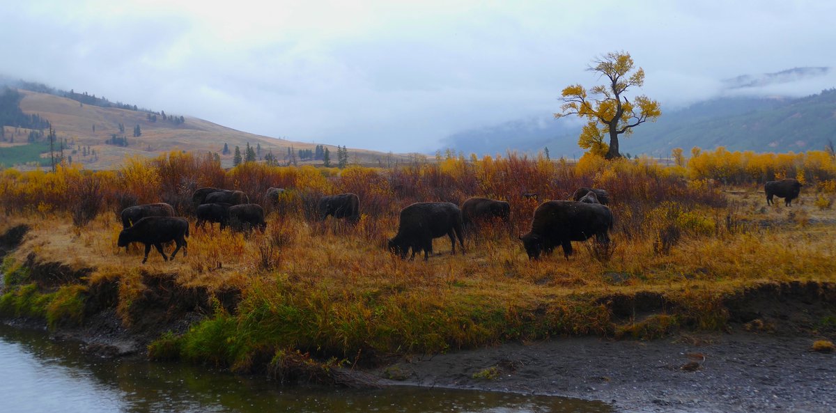 #6 Ranching has devastated the wests economy and ecosystems, the richness of Yellowstone is a testimony to what's been lost, but it doesn't have to be this way. We can rewild our public lands, end billions in needless subsidies, and let the Buffalo roam.  @BFC_WildBison