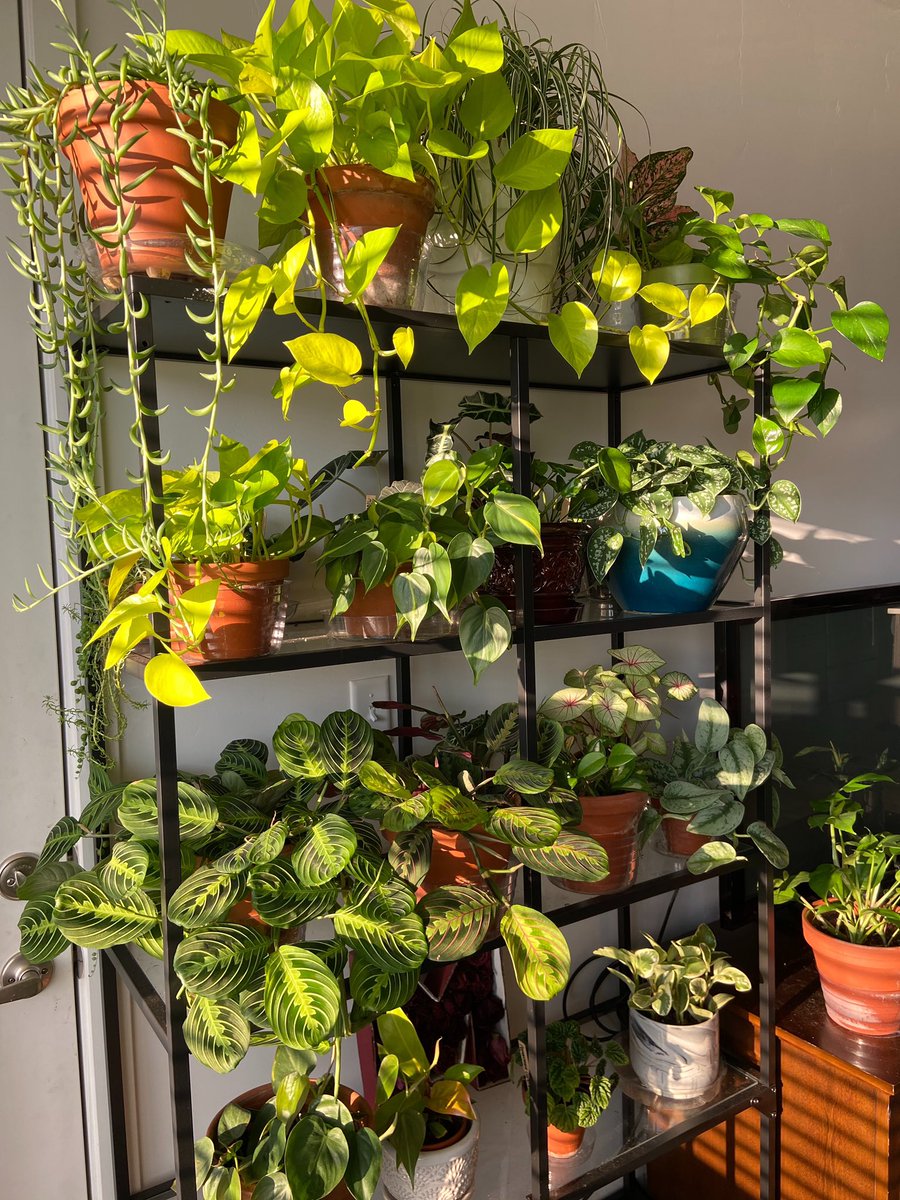 stylishmaya's tweet image. Only a 2 month difference. 😍✨🍃