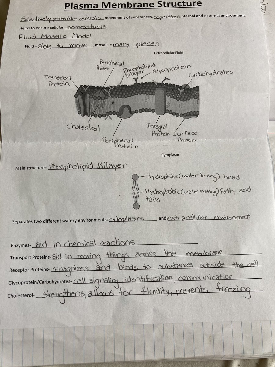 Plasma Membrane Structure