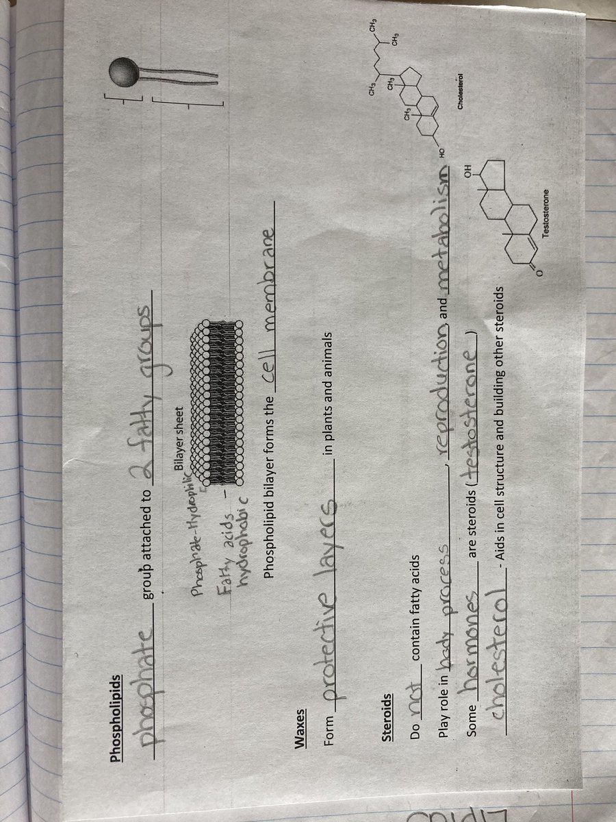 Lipids