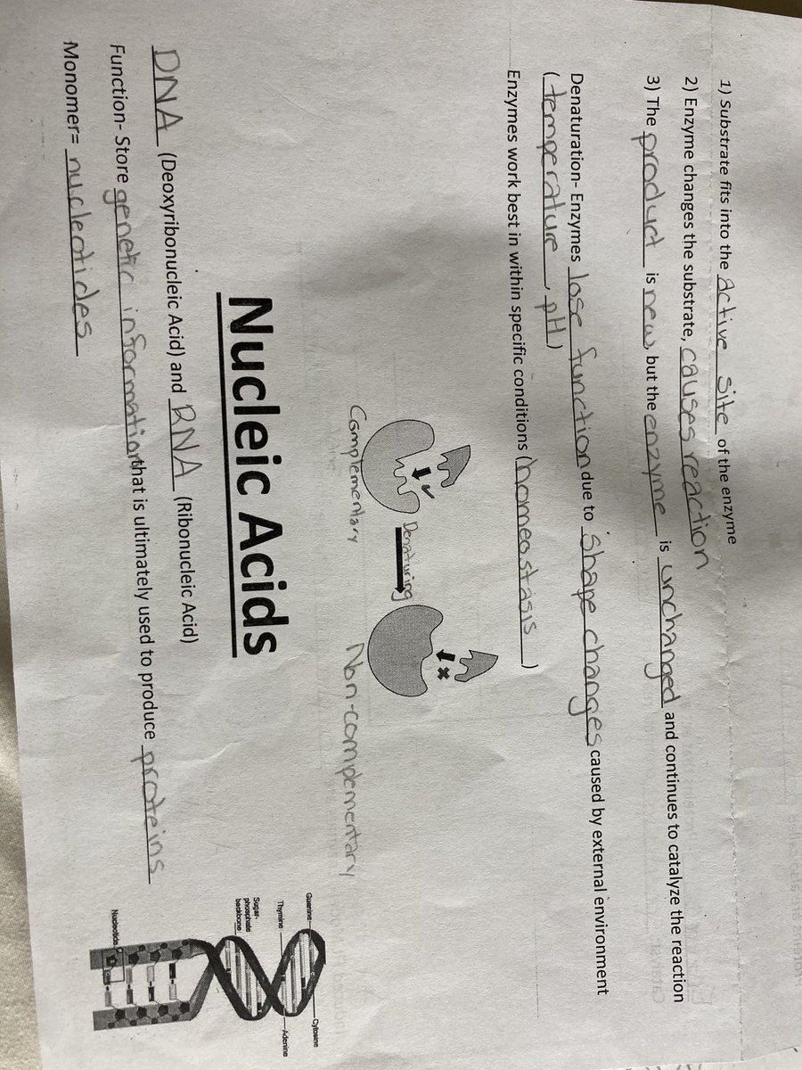 Proteins and Nucleic Acids