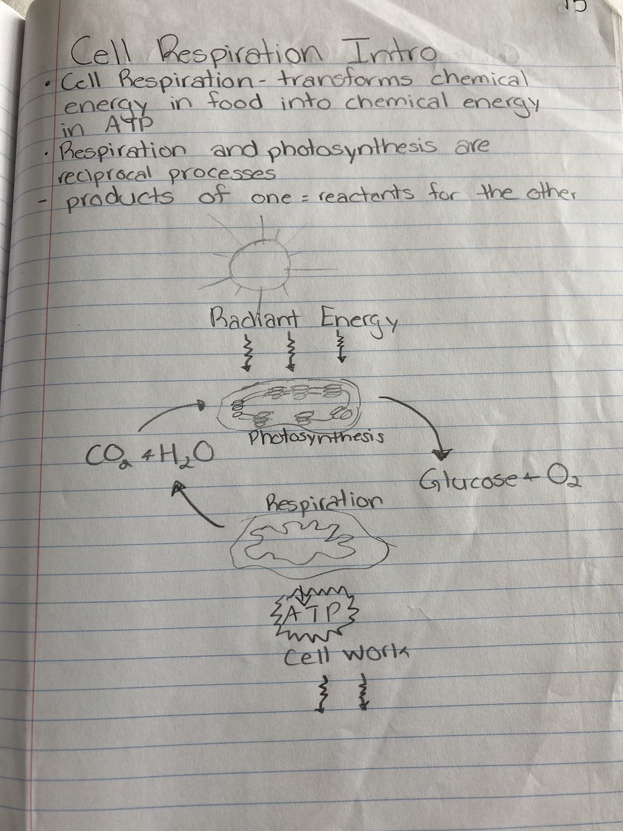 Cell Respiration Intro