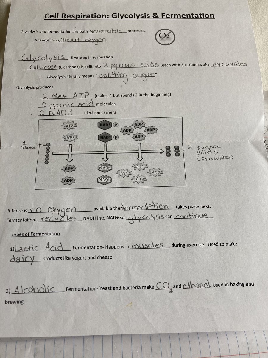 Cell Respiration: Glycolysis and Fermentation