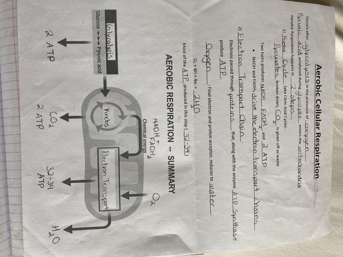 Aerobic Cellular Respiration