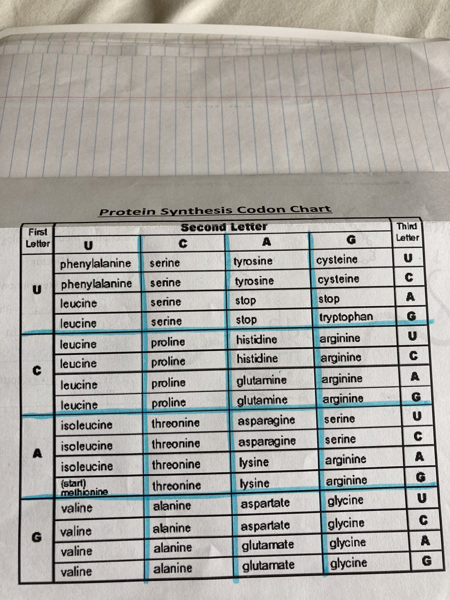 Protein Synthesis Translation