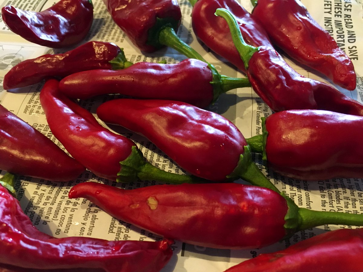 End of summer update on my quarantine guajillo peppers. Just a portion of the season’s harvest. Will be pickling some and trying to dry the rest!