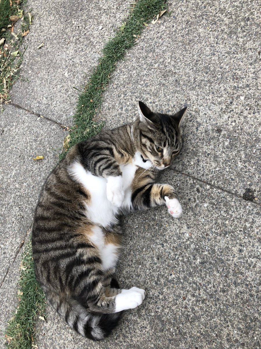 This nice man’s name is Ashe and it seems he loves belly pats