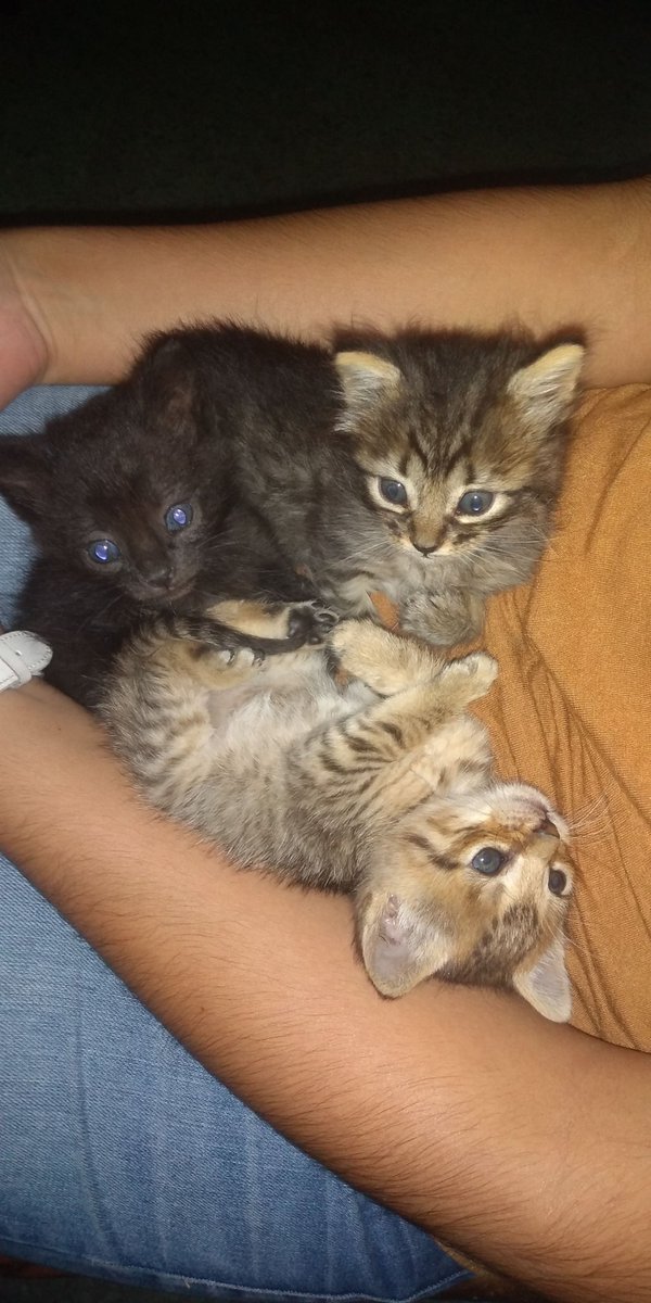 CaetaaSanchez's tweet photo. Lo unico bueno que me paso en este 2020 fue encontrarme a estos pequeños angelitos y tomar la decisión de quedarme con una (la que esta sola en la foto) Se llama Lea y asi como es de odiosa es igual de compañera y amorosa y la amo😍❤️ https://t.co/sFfZPJtCPg