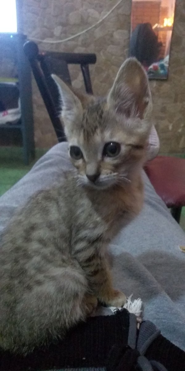 CaetaaSanchez's tweet photo. Lo unico bueno que me paso en este 2020 fue encontrarme a estos pequeños angelitos y tomar la decisión de quedarme con una (la que esta sola en la foto) Se llama Lea y asi como es de odiosa es igual de compañera y amorosa y la amo😍❤️ https://t.co/sFfZPJtCPg