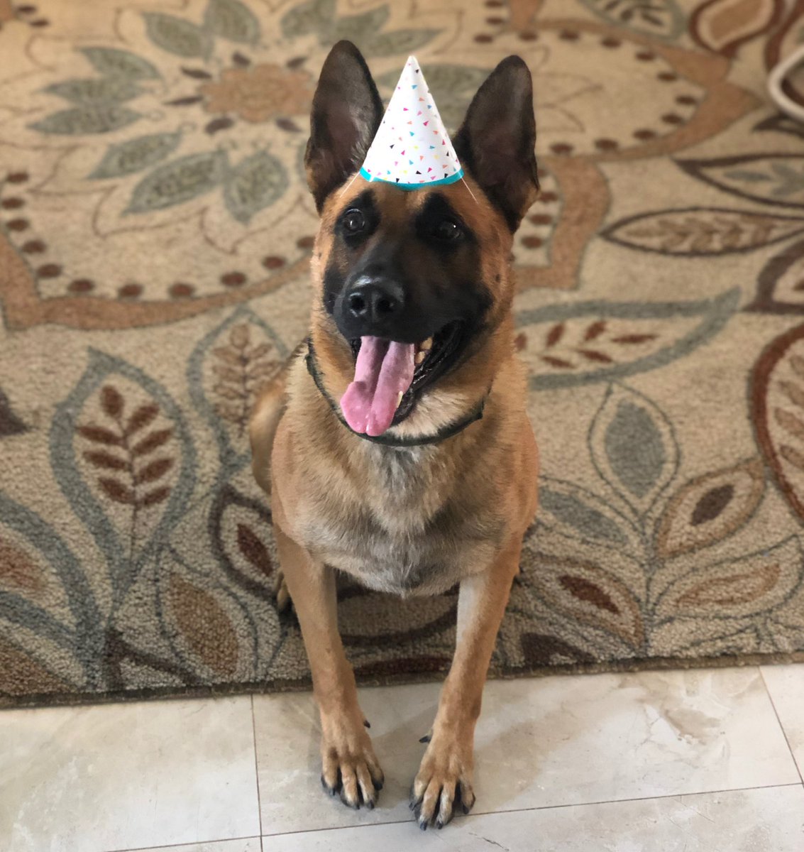 happy birthday belgian malinois