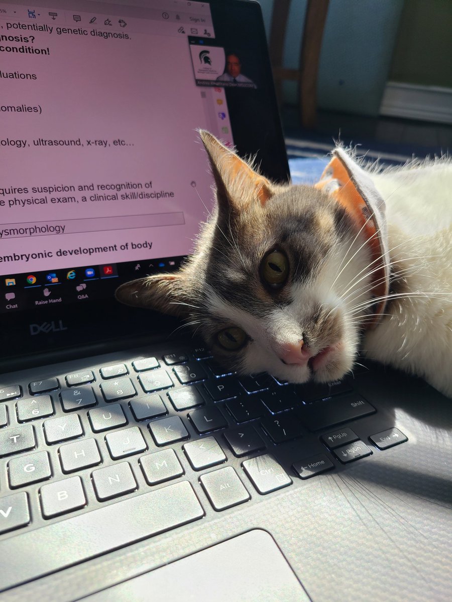 Patchie Cat tweet media