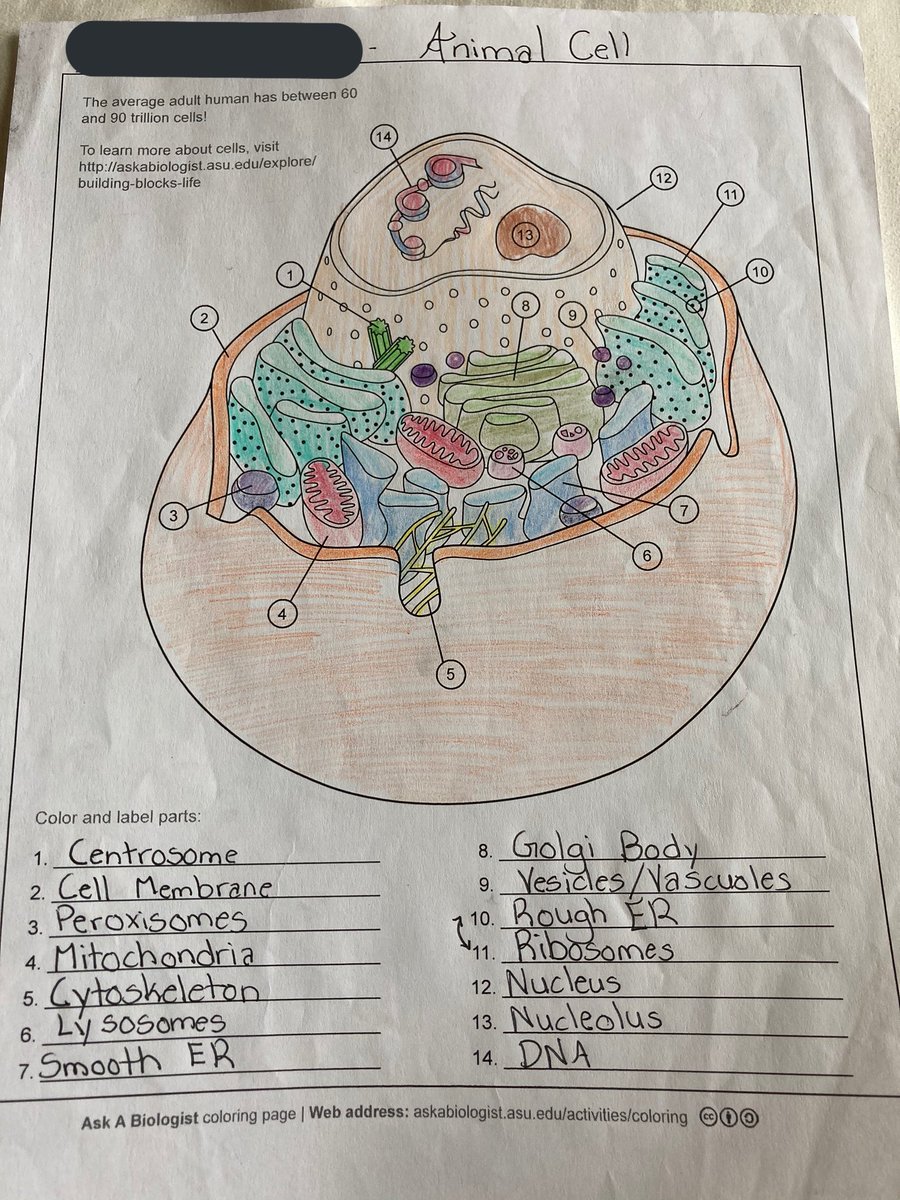 Animal and Plant Cell Diagrams