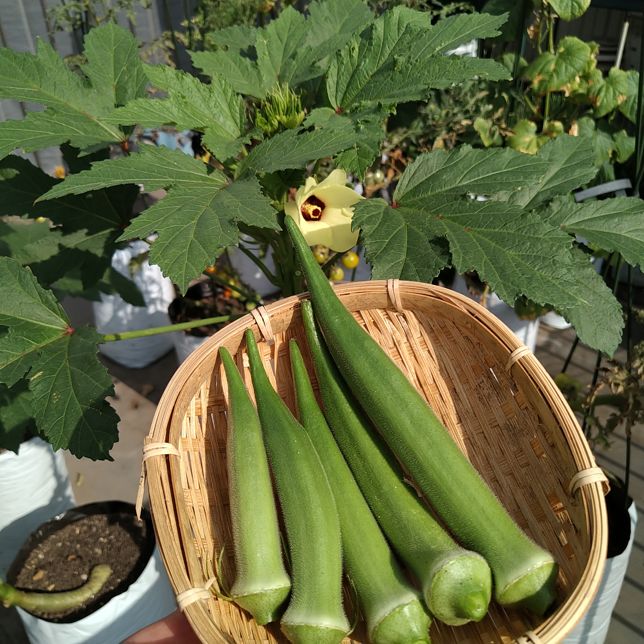 袋栽培のtheskyfarmers あと一 二回でオクラは終了 袋栽培 オクラ スムースグリーン アタリヤ Plantgrowbags Urbanfarming 家庭菜園 Kitchengarden ベランダ菜園 プランター Theskyfarmers T Co Qqyu1cs8wa T Co Zcktynjamw
