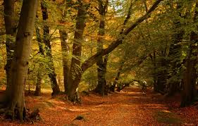 Copa mundial de Quidditch, fue grabado en Ashridge Wood un lugar biológico de 15.9 hectáreas de interés científico al suroeste de Compton en Berkshire. Está en North Wessex Downs, que es un área llena de hermosa naturaleza