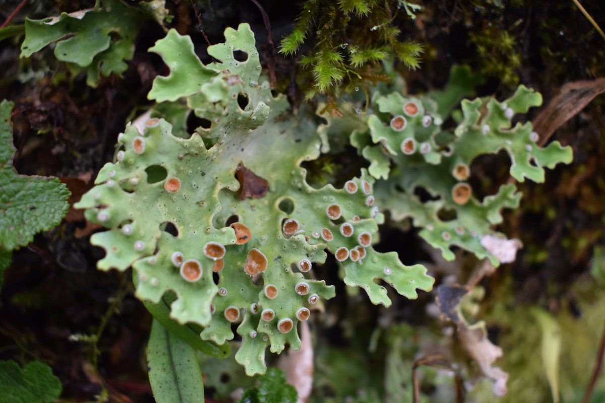 Field Museum on Twitter: &quot;Their study shows how lichen evolved—with fungi gaining and losing the ability to lichenize—and gives insight into how this group achieved its modern-day diversity. <a href=