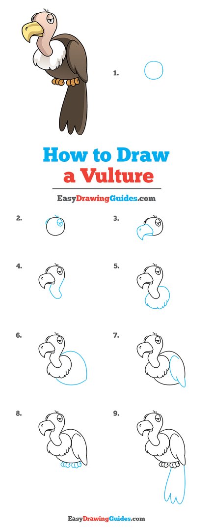 how to draw a hawk step by step for kids